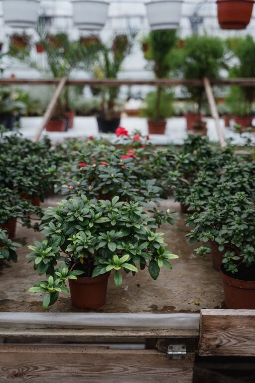 Tips for Creating a Sustainable and Enjoyable Home Garden All Year Round